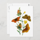 美しい蝶 ポストカード (正面/裏面)