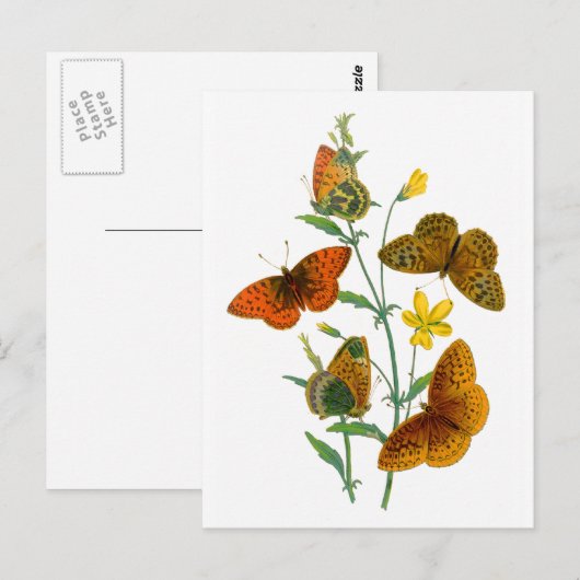 美しい蝶 ポストカード (正面/裏面)
