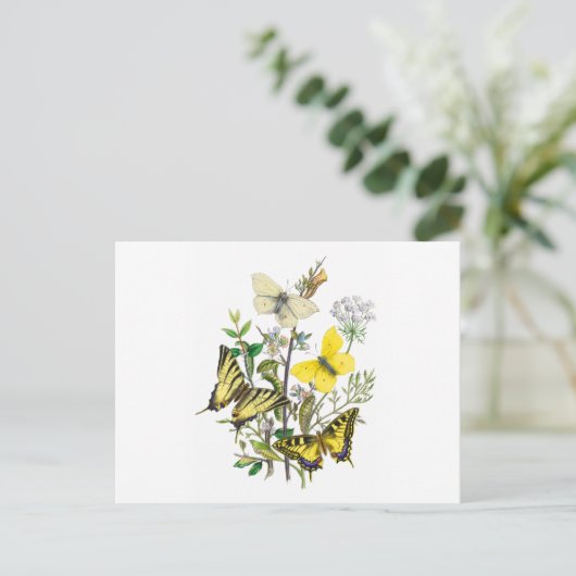 美しい蝶 ポストカード (スタンド正面)