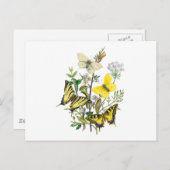 美しい蝶 ポストカード (正面/裏面)