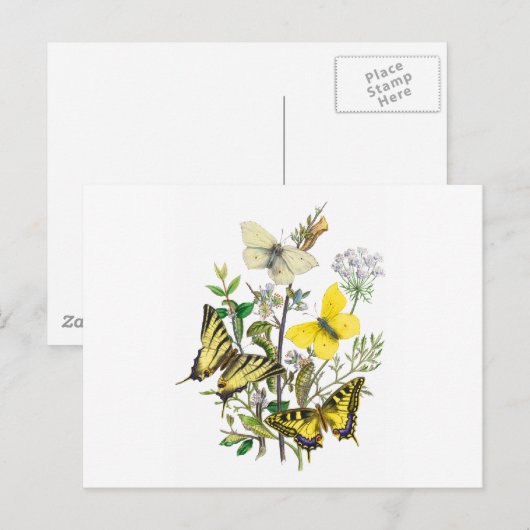 美しい蝶 ポストカード (正面/裏面)
