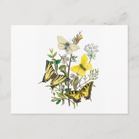 美しい蝶 ポストカード (正面)