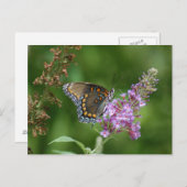 美しい蝶 ポストカード (正面/裏面)