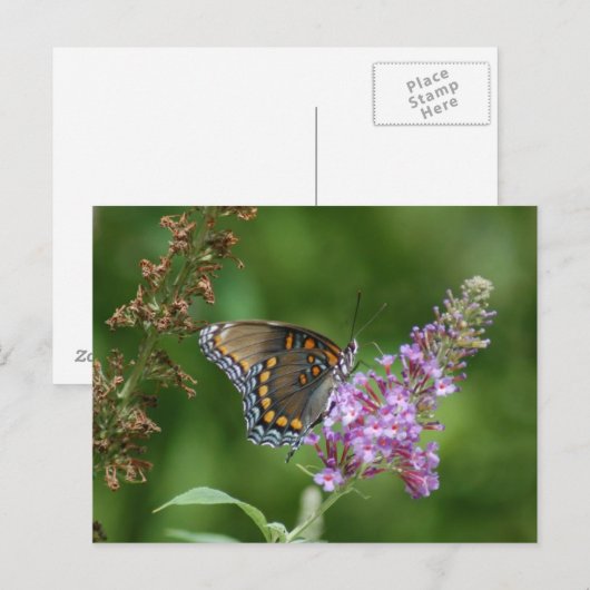 美しい蝶 ポストカード (正面/裏面)