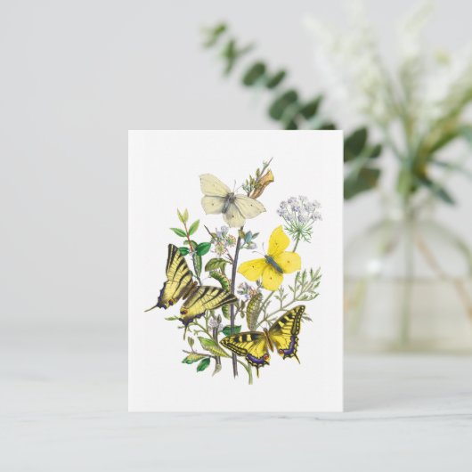 美しい蝶 ポストカード (スタンド正面)