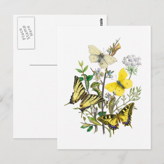 美しい蝶 ポストカード (正面/裏面)