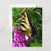 美しい蝶 ポストカード (正面/裏面)