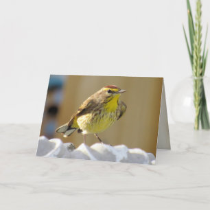 美しい裏庭の鳥 – Palm Warbler カード