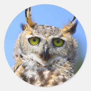 美しい角のフクロウとの見素晴らし張りコンテスト ラウンドシール