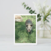 美しい豚 ポストカード (スタンド正面)