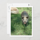 美しい豚 ポストカード (正面/裏面)