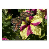 美しい象の蝶 (正面横)