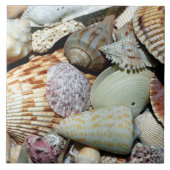 美しい貝殻の配列 タイル (正面)