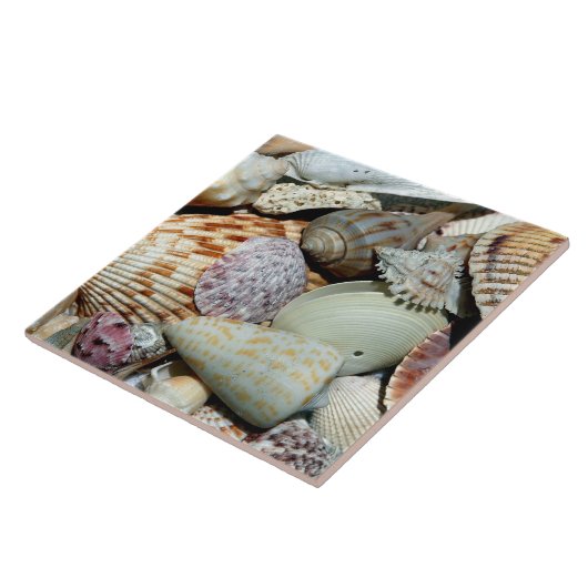 美しい貝殻の配列 タイル (側面)