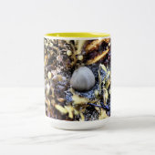 美しい貝殻 ツートーンマグカップ (中央)