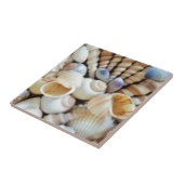 美しい貝殻、夏、ビーチ、貝 タイル (側面)