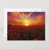 美しい赤いケシの花畑の夕日 ポストカード (正面/裏面)
