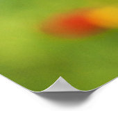 美しい赤いケシの花 ポスター (角)