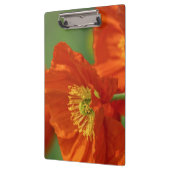 美しい赤いケシ クリップボード (左)