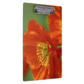 美しい赤いケシ クリップボード (右)