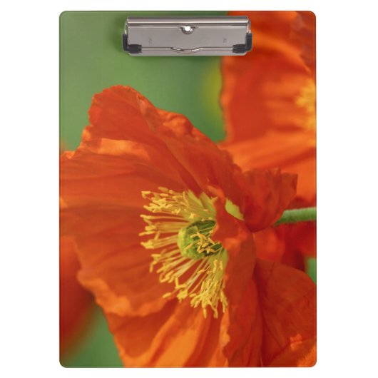 美しい赤いケシ クリップボード (正面)