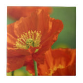 美しい赤いケシ タイル (正面)