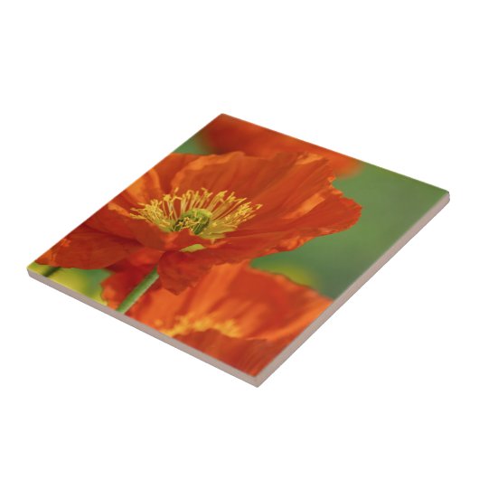 美しい赤いケシ タイル (側面)