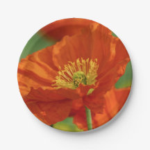 美しい赤いケシ