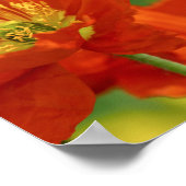 美しい赤いケシ ポスター (角)