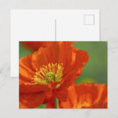 美しい赤いケシ ポストカード (正面/裏面)