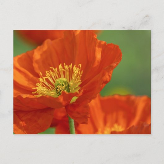 美しい赤いケシ ポストカード (正面)