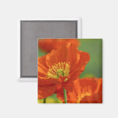 美しい赤いケシ マグネット (正面/裏面)