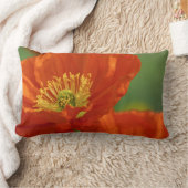 美しい赤いケシ ランバークッション (ブランケット)