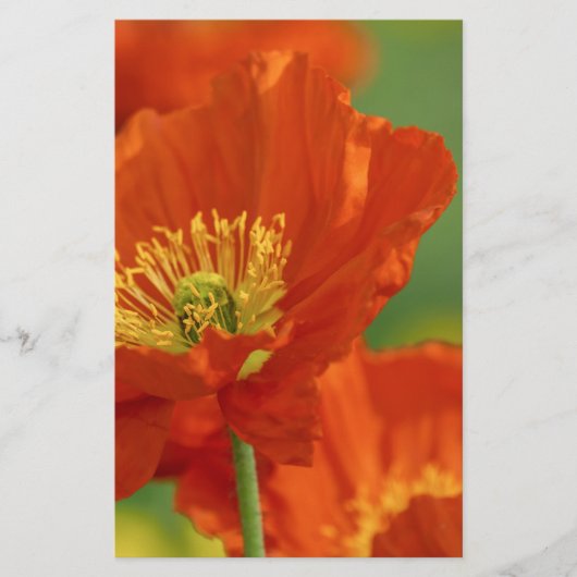 美しい赤いケシ 便箋 (正面)