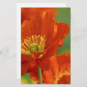 美しい赤いケシ 便箋 (正面/裏面)