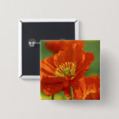 美しい赤いケシ 缶バッジ (正面&裏面)