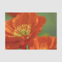 美しい赤いケシ