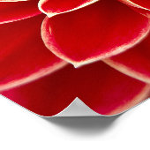 美しい赤いダリア ポスター (角)