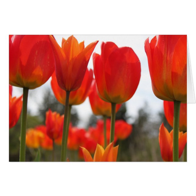 美しい赤いチューリップの花 (正面横)