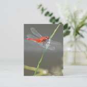美しい赤いトンボはがき ポストカード (スタンド正面)