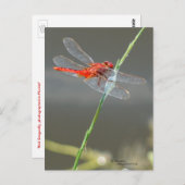美しい赤いトンボはがき ポストカード (正面/裏面)