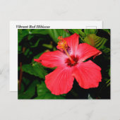 美しい赤いハイビスカスの花 ポストカード (正面/裏面)