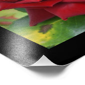 美しい赤いバラのポスター フォトプリント            (角)