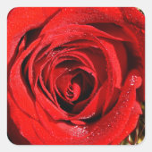 美しい赤いバラの写真 スクエアシール (正面)