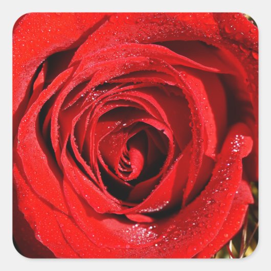 美しい赤いバラの写真 スクエアシール (正面)