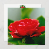 美しい赤いバラの朝露の滴 シーズンカード (正面/裏面)