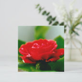 美しい赤いバラの朝露の雫 シーズンカード (スタンド正面)