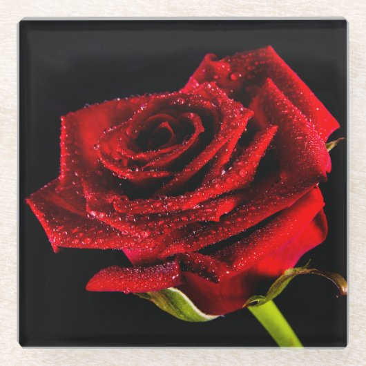 美しい赤いバラ ガラスコースター (正面)