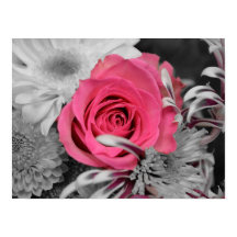 美しい赤いバラ