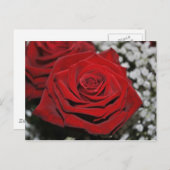 美しい赤いバラ ポストカード (正面/裏面)
